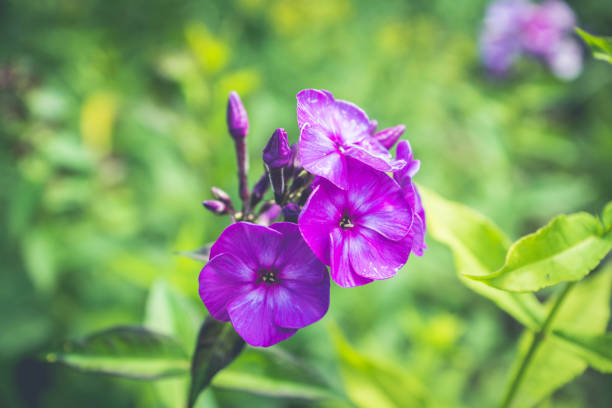 Phlox in the garden. Shallow depth of field.
