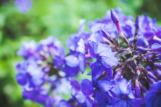 istock Phlox in the garden 1042939952