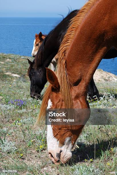 Três Cavalos - Fotografias de stock e mais imagens de Animal - Animal, Animal Doméstico, Ao Ar Livre