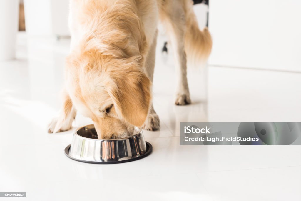 golden Retriever Hund Essen aus Metall-Behälter - Lizenzfrei Hund Stock-Foto