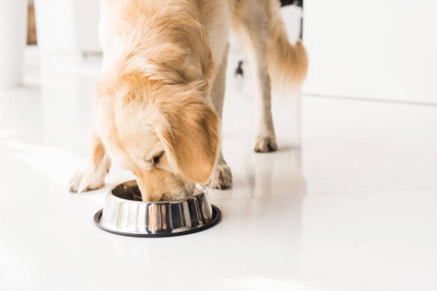 golden retriever eating dog food from metal bowl stock photo
