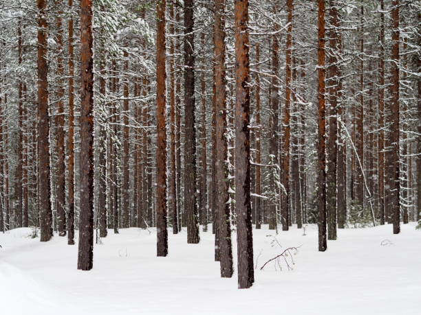 istock Scots pine (Pinus sylvestris) in boreal finland forest - 4 1042948462
