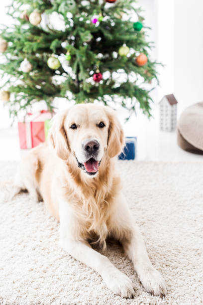 istock golden retriever near christmas tree lying on floor 1042948756