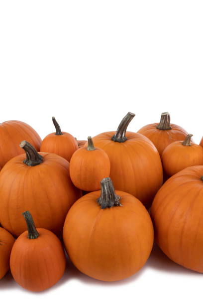 istock Heap of orange pumpkins 1042951652