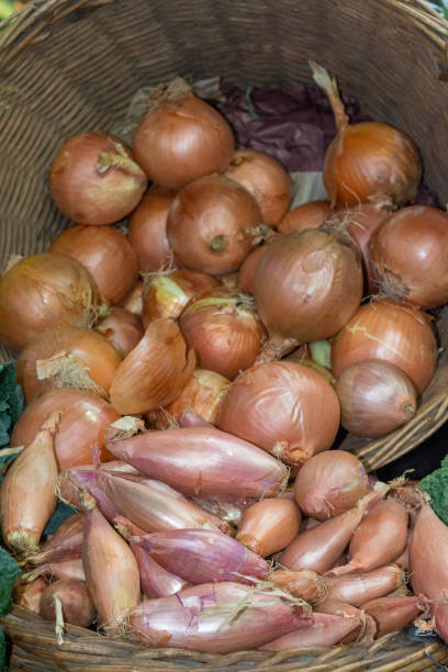 istock Onion in Borough Market, London 1042951974