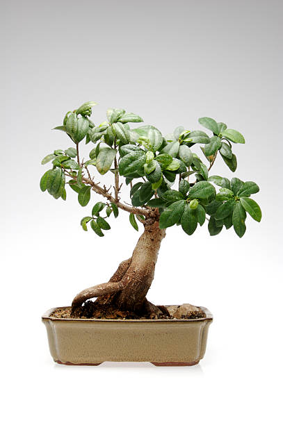Bonsai tree (Ficus microcarpa retusa)  ficus microcarpa bonsai stock pictures, royalty-free photos & images