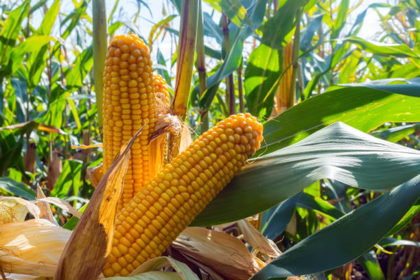 un épi de maïs mûr dans le champ avant la récolte - corn on the cob corn crop food and drink healthy eating photos et images de collection