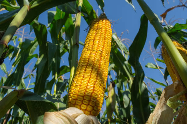 istock A cob of ripe corn in the field before harvesting 1042958174