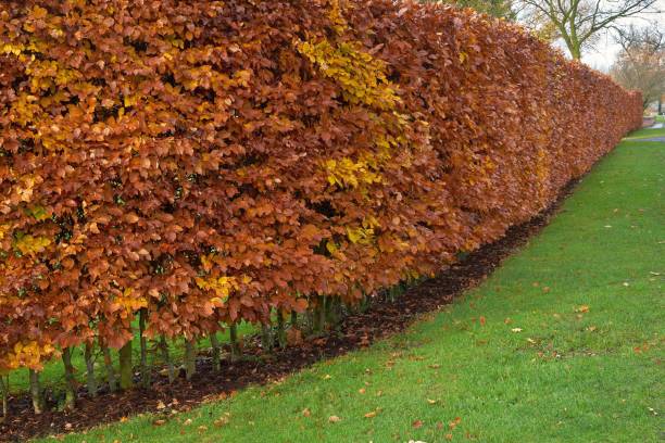 istock Hornbeam hedge in autumn, Carpinus betulus 1042958444