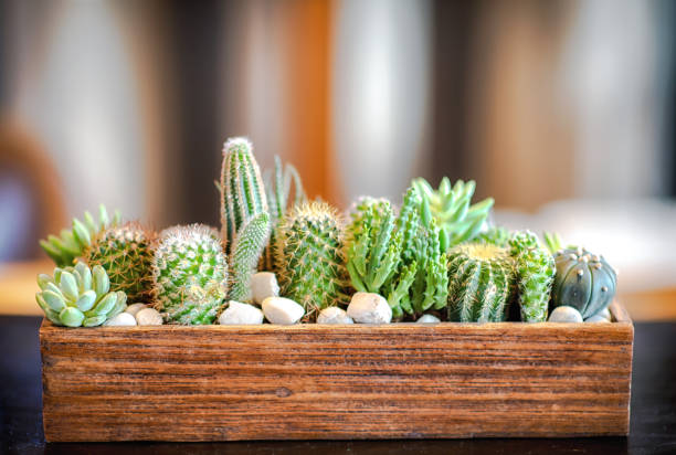 istock Many small cactus in different shapes and different colors growing in pots 1042960612
