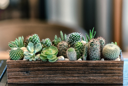 Muchos cactus pequeños de diferentes formas y colores, creciendo en macetas photo