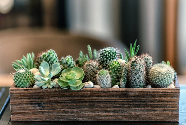 鉢の中で成長する異なる形と異なる色の多くの小さなサボテン - cactus ストックフォト�と画像