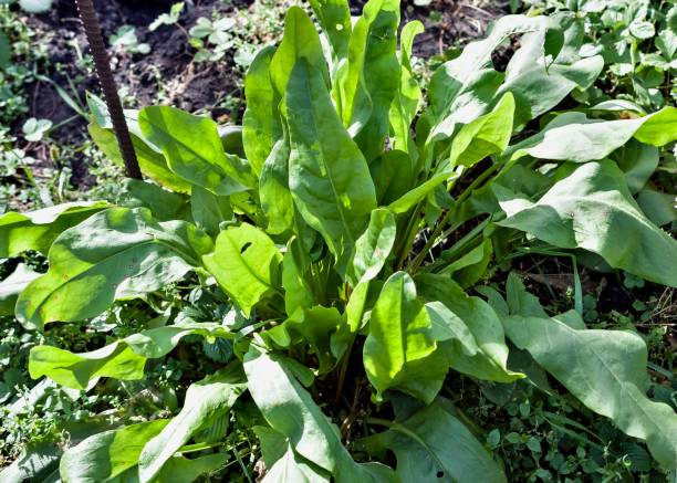 istock sorrel grows in the garden 1042960990