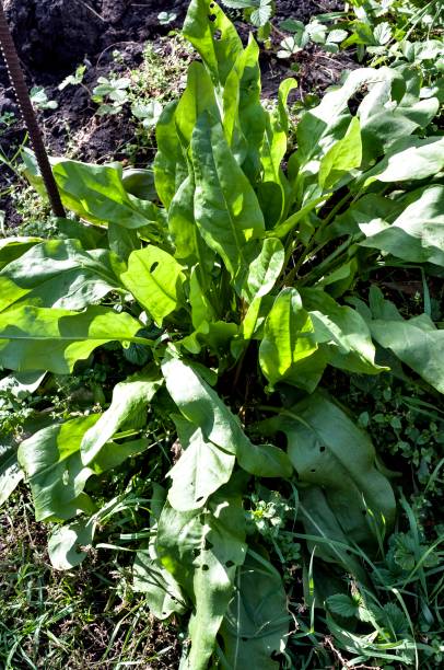 istock sorrel grows in the garden 1042961026