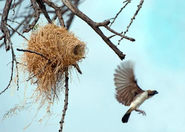 White-browed Sparrow Weaver leaves nest - weaverbird birds with distinctive nests, flying over the lush bush of Samburu National Reserve, a wildlife reserve or national park for wild animal safaris in Kenya, Africa