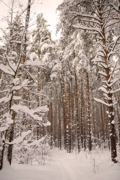 istock Winter snow forest. Christmas and New Year. 1042961806