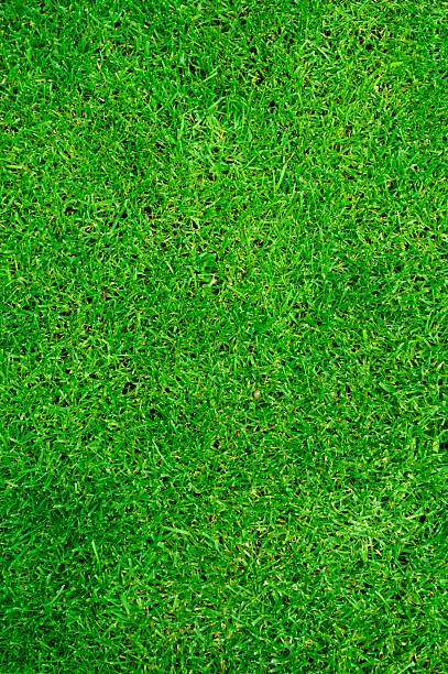 istock Close-up of green grass in a seamless pattern background 104296255