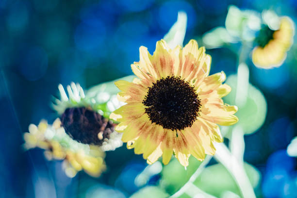 A sunflower in the sun.