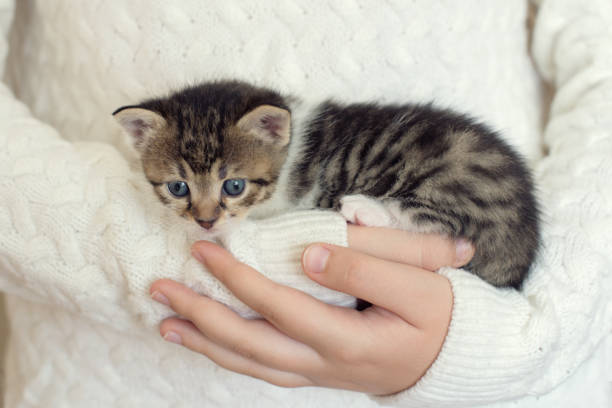 istock Little domestic kitty in girls hands 1042965082