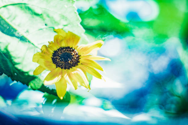 A sunflower in the sun.