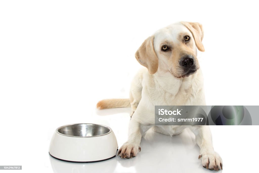 HUNGRY MIXEDBRED OF MASTIFF AND LABRADOR RETREIVER EATING FOOD IN A WHITE BOWL. ISOLATED ON WHITE BACKGROUND. STUDIO SHOT. COPY SPACE Dog Stock Photo