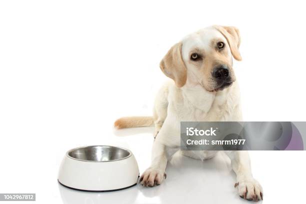 Hungry Mixedbred Of Mastiff And Labrador Retreiver Eating Food In A White Bowl Isolated On White Background Studio Shot Copy Space Stock Photo - Download Image Now