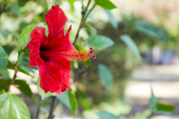 istock Hibiscus Rosa Chinensis 1042967844