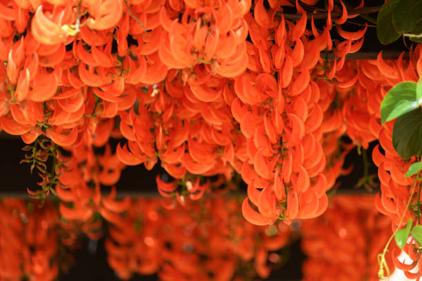 Beautiful new guinea creeper or Red Lade Vine blossoming in the garden