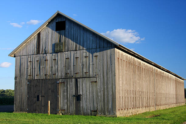 istock Tobacco Farm 104296792
