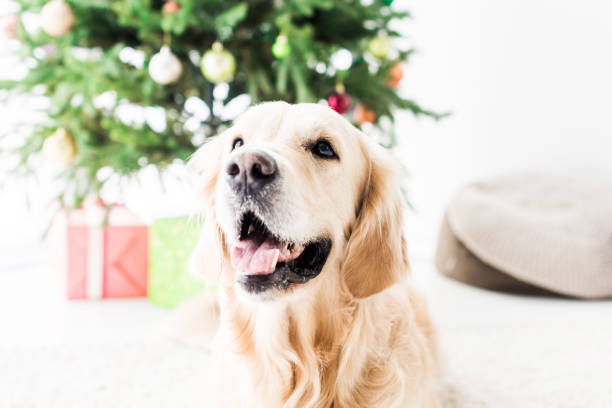 istock happy golden retriever, selective focus of christmas tree 1042968450