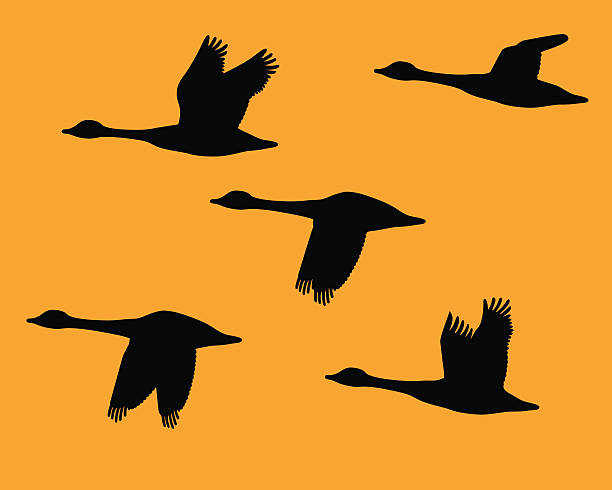 Silhouette flock of geese  canada goose stock illustrations