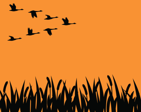 A flock of geese in formation fly over a marsh in silhouette.