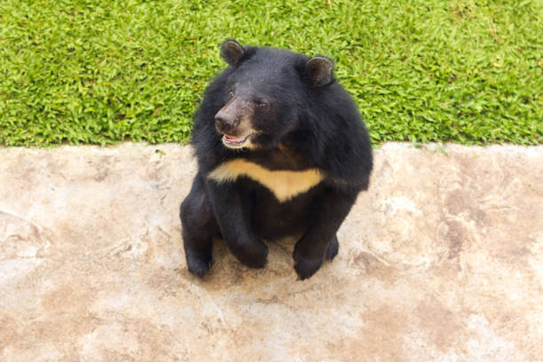 Orso nero asiatico - foto stock