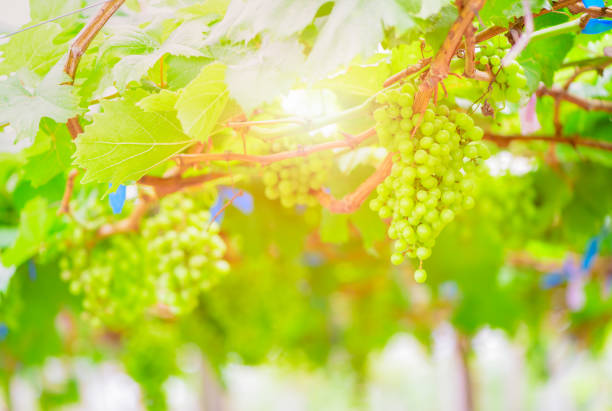 Green grapes in garden with sunlight on morning