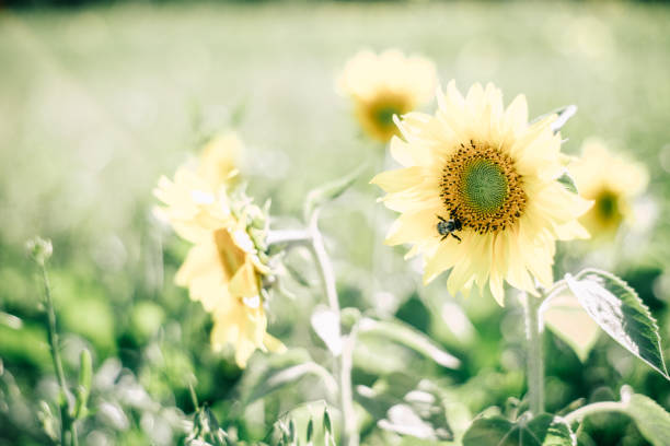 A sunflower in the sun.