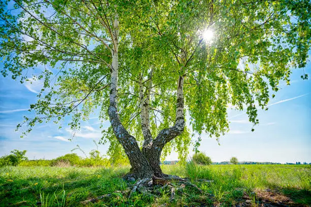HDR shot of a birch tree with the sun behind