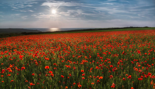 istock Sun over Poppies, Polly Joke, West Pentire, Cornwall 1042976804