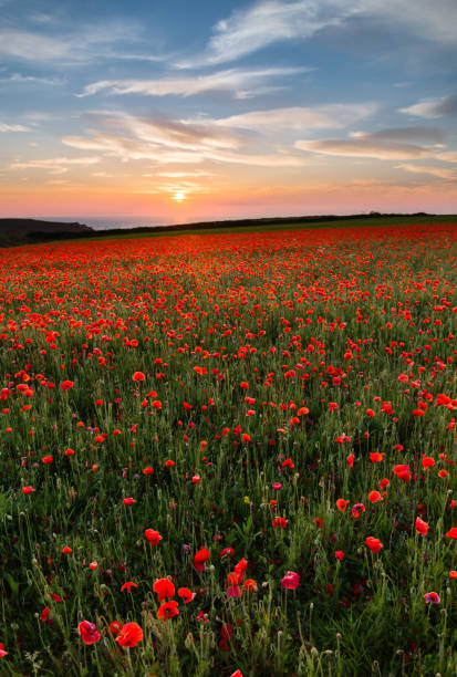 istock Sunset over Poppies, Porth Joke, West Pentire, Cornwall, UK 1042976826