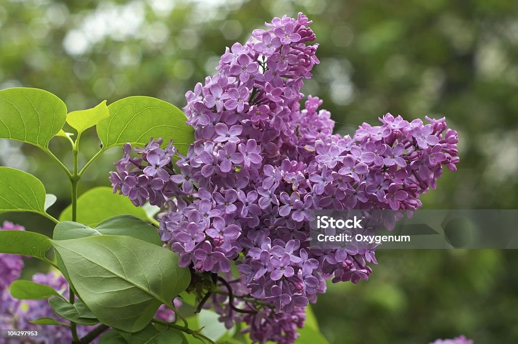 Lilac (Syringa vulgaris).  Purple Lilac Stock Photo