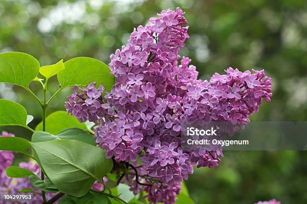 Lilac Stock Photo - Download Image Now - Purple Lilac, White Lilac, Flower
