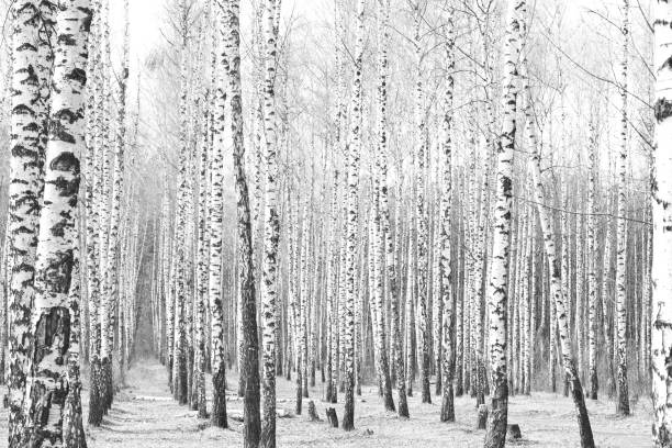 istock Black-and-white photo with beautiful birches 1042979632