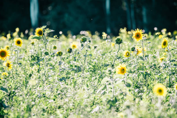 A sunflower in the sun.
