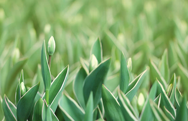 istock Defocused green tulips field. 104298443