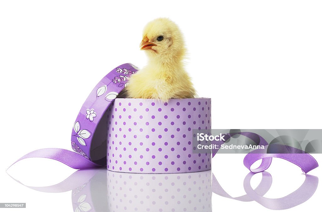 Sorpresa! Chick in una scatola. - Foto stock royalty-free di Canto di uccello