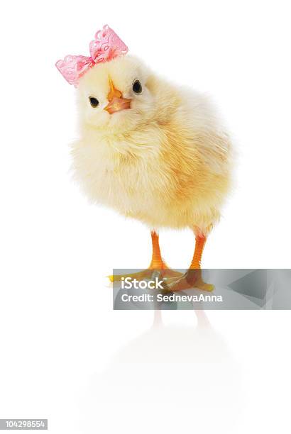 Foto de Chick Com Laço Rosa e mais fotos de stock de Amarelo - Amarelo, Animal, Animal de Fazenda