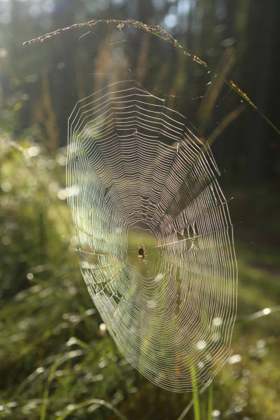 istock Cobweb with Cross spider on grass bent in forest. 1042989244