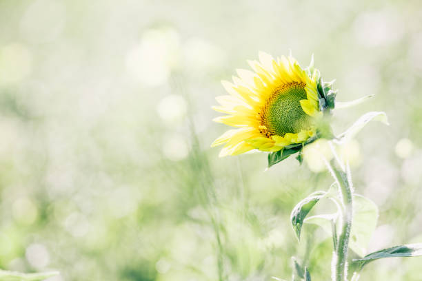A sunflower in the sun.