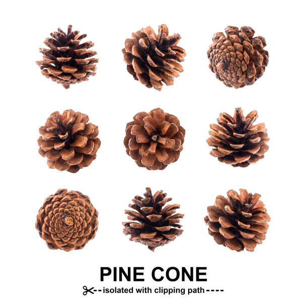 Stock photograph of ponderosa pine cones laying in a group on the ground in California.