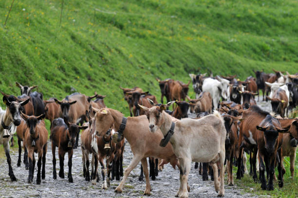 istock Herd of goats in the mountains 1042993668