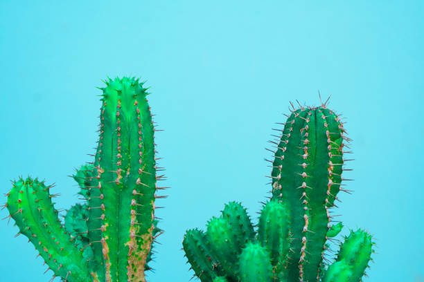 istock closeup green Cactus on blue background . Fashion pattern. Art Gallery Minimal 1042994042